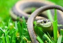 തിരുവനന്തപുരത്ത് രണ്ടു പേർക്ക് പാമ്പുകടിയേറ്റു