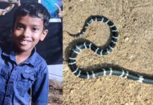 തൃശ്ശൂരില് സഹോദരങ്ങള്ക്ക് പാമ്പ് കടിയേറ്റ വീട്ടില് വീണ്ടും പാമ്പ്; കിടപ്പുമുറിയില് കണ്ടത് ശംഖുവരയനെ; നാട്ടുകാര് തല്ലിക്കൊന്നു