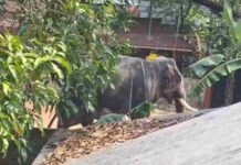 വിരണ്ടോടിയ ആനയുടെ ചവിട്ടേറ്റ് ലോറി ഡ്രൈവർക്ക് ദാരുണാന്ത്യം